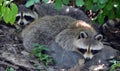 The raccoon or racoon or common, North American, northern raccoon Royalty Free Stock Photo