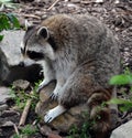 Raccoon or racoon or North American, Royalty Free Stock Photo