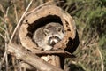 Raccoon or Racoon Procyon lotor , also known as the North American raccoon in the zoo. Royalty Free Stock Photo