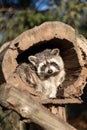 Raccoon or Racoon Procyon lotor , also known as the North American raccoon in the zoo. Royalty Free Stock Photo