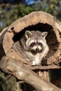 Raccoon or Racoon Procyon lotor , also known as the North American raccoon in the zoo. Royalty Free Stock Photo