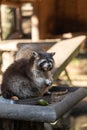 Eating Raccoon or Racoon Procyon lotor , also known as the North American raccoon at mealtime in the zoo. Royalty Free Stock Photo