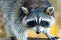 Common Raccoon - Procyon lotor