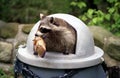 Raccoon raiding trash can. Royalty Free Stock Photo