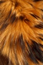 Raccoon Real Fur Texture Close Up. Natural Fur Photography. Shallow focus Royalty Free Stock Photo