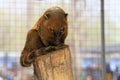 Raccoon resting in a park cage, China Royalty Free Stock Photo