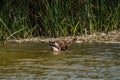 Raccoon retrieving fish from water