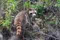 Raccoon returning to the woods after foraging for food near the river bank in Bald Knob National Wildlife Refuge in Bald Knob