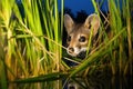 a raccoon rummaging through tall grass in the moonlight