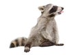 Raccoon, that shows tongue Royalty Free Stock Photo