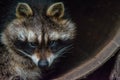 Raccoon in a barrel.