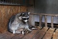 The raccoon in an animal shelter