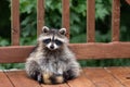 Raccoon sitting on deck.