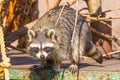 Raccoon sitting on rocks in the zoo