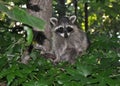 Raccoon Sitting in Tree