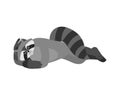 Raccoon sleeping. Racoon asleep emotions. Coon dormant. Vector illustration