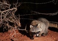 A raccoon slips under the wires of a barbed wire fence on a dark winter night