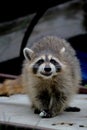 Raccoon Smiling