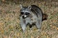 Raccoon sneaking across back yard