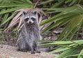 Raccoon standing on forest litter in middle of field in county p