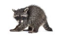 Raccoon standing in front, isolated