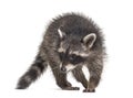 Raccoon standing in front, isolated