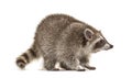 Raccoon standing in front, isolated