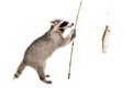 Raccoon standing with a trout caught on a fishing rod