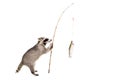 Raccoon standing with a trout caught on a fishing rod