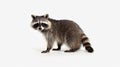 Racoon on white background