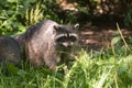 Raccoon in Stanley Park, Vancouver Royalty Free Stock Photo