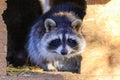 A raccoon in a zoo enclosure