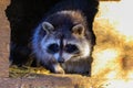 A raccoon in a zoo enclosure