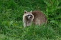 Raccoon at Northumberland Zoo