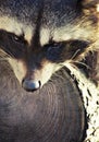 Raccoon together with his tree Royalty Free Stock Photo
