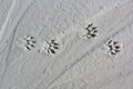 Raccoon tracks across gypsum dust that has dried and hardened
