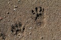 Raccoon Tracks