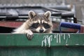 Raccoon