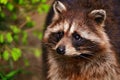 Raccoon in a tree Royalty Free Stock Photo