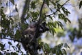 Raccoon Trying to Climb Down