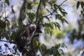 Raccoon Trying to Climb Down