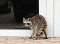 Raccoon trying to get into a house