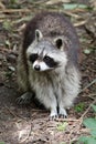 Raccoon