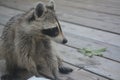 Raccoon Vistitor