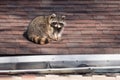 Urban Raccoon On Roof in Toronto, Canada