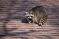 Urban Raccoon On Roof in Toronto, Canada