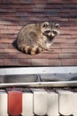 Urban Raccoon On Roof in Toronto, Canada