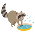Raccoon washes. Vector illustration