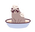 Raccoon washing, bathing in basin with water and shampoo. Cute funny racoon animal in washbasin with soap foam during