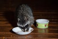 Raccoon on the wet deck at night eating from the cat bowl